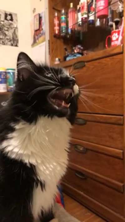 squeaky boy cook