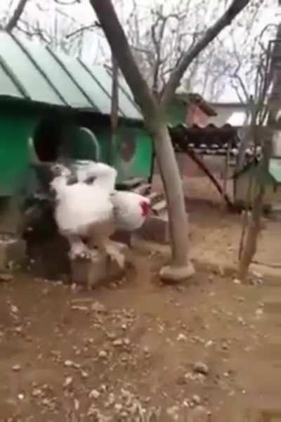 Thanks, I hate big cocks