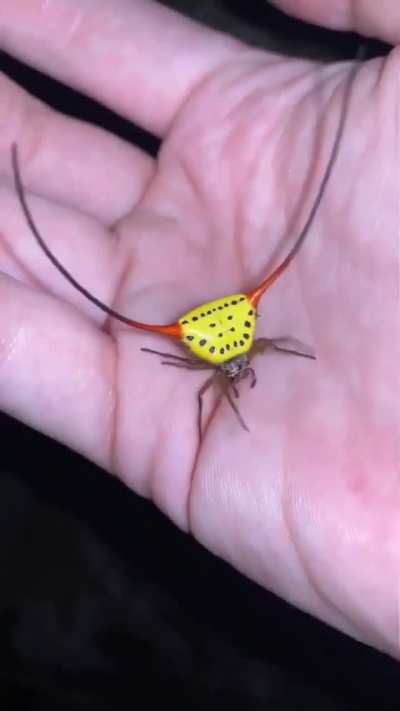 is that another type of spider