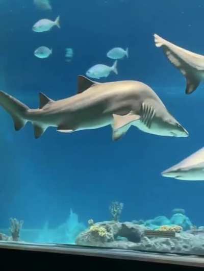 Look what g#ming did to this poor shark