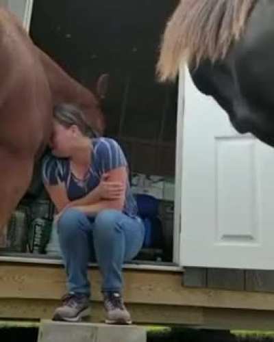 ￼🐴 is a very special animal that is very sensitive to human feelings