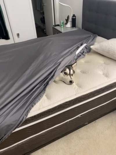 Every time I try to make the bed, this happen 🙄