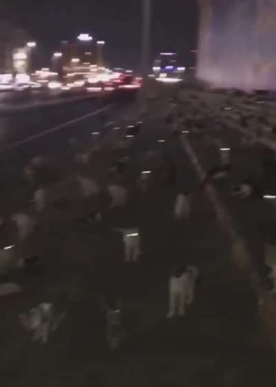 cat started revolution