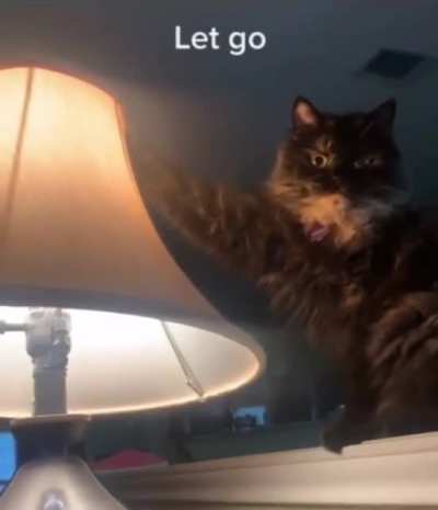 No? No, hooman?
