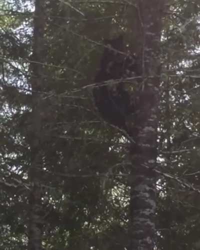 This is how fast a bear can climp up a tree