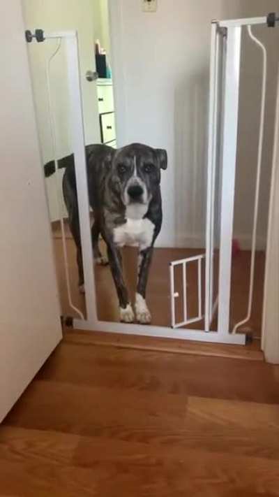 I couldn’t figure out why he was crying. Turns out, the 6 inch cat door was slightly ajar.