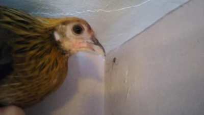 Worst attack chicken ever