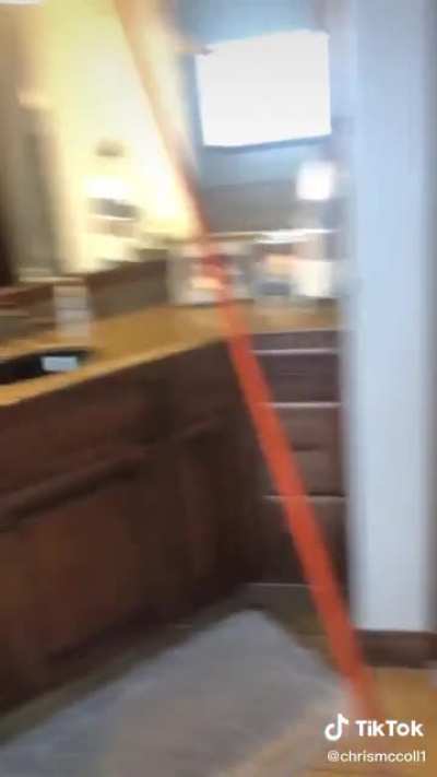 Flying squirrel