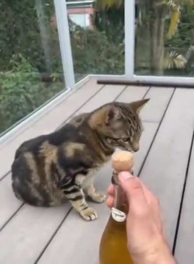 🍾😼 rule