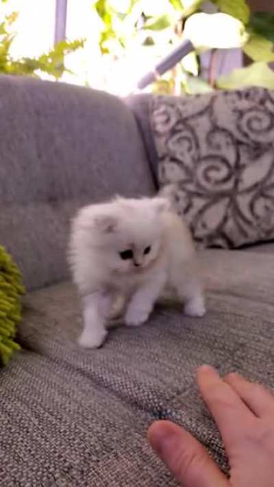 Curious little one