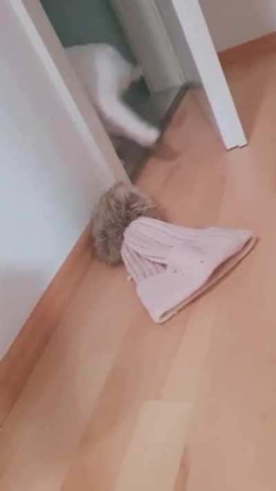 Cat VS hat