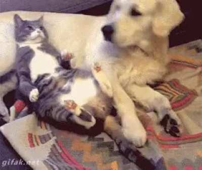 Not today, doggo