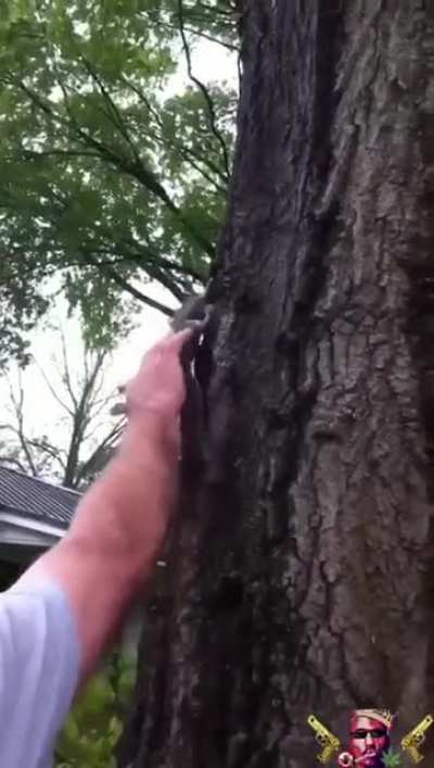 The squirrel just wanted to live the rest of his life
