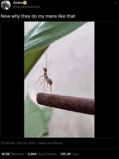 Hits even harder when you know ants can't survive on their own...