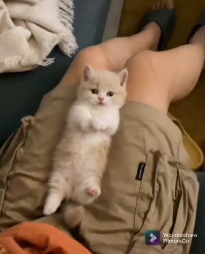 Lap cat