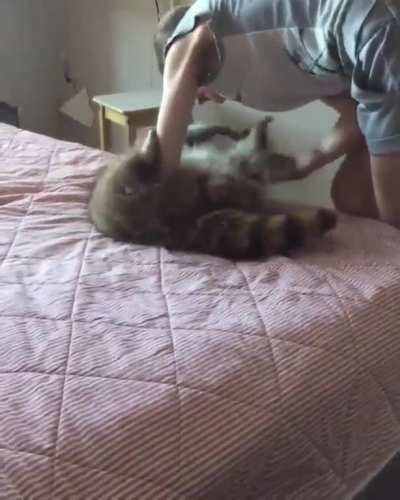 Wait till the end, you'll see the cat.