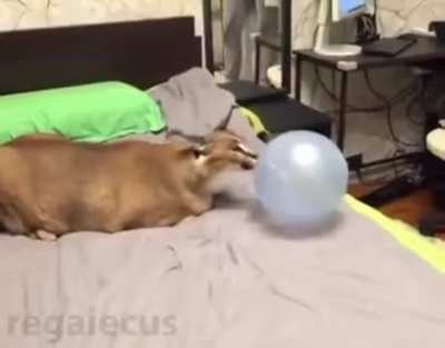 caracal cat vs balloon