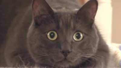 Cat's pupils dilate before striking