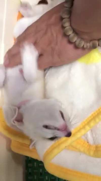 Pet pat