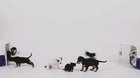 Puppies and kittens meeting for the first time.