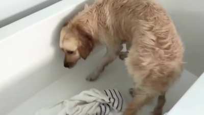 here’s a video of markiplier *attempting* to give his dog a bath