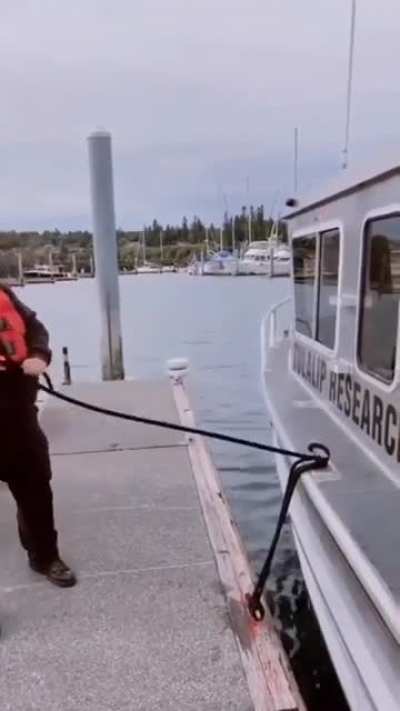 Bubba Belmont, Master of the Sea Whip