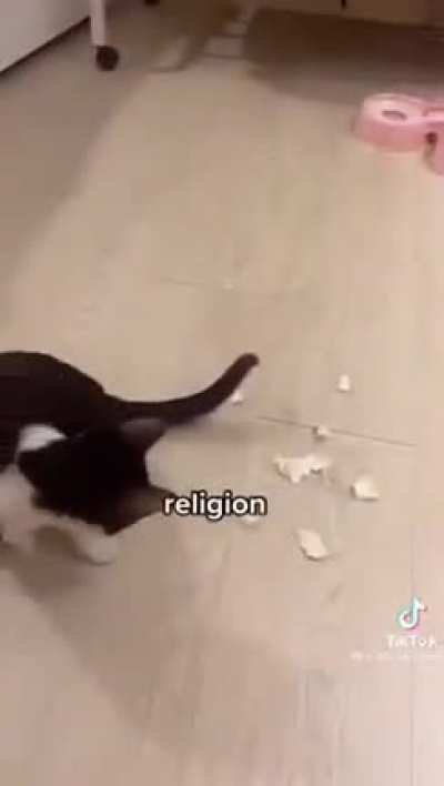 Gato