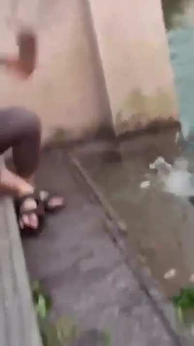 Feeding a Turtle