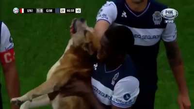 Footballer escorts a dog which invaded the pitch during a game.