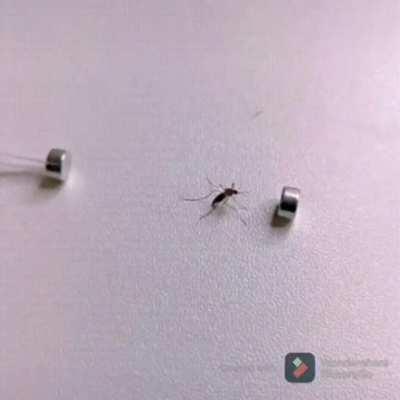 when a physicist was asked to kill a mosquito