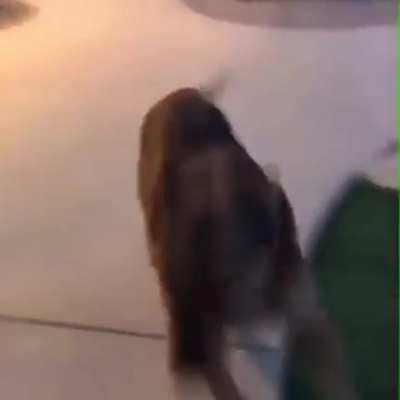 Excited good boy