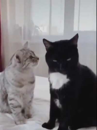 🐱🐱 Любовь и голуби 🕊️🕊️ Ой, коты! 🦌 Светлой памяти режиссёра Владимира Меньшова посвящается🥀🥀