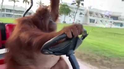 Orangutan drives a golf car