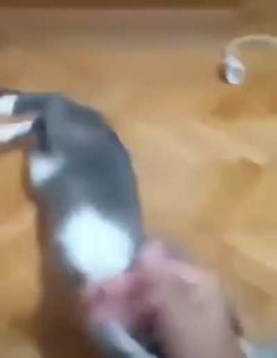 cat fight 2