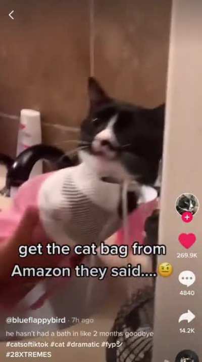 This Kitty Doesn’t like to be Bathed