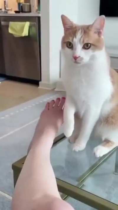 Cats are mean