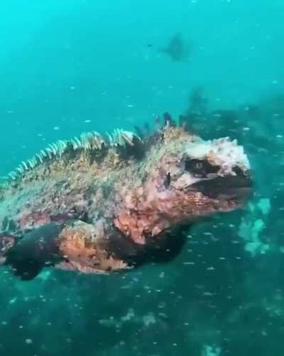Godzilla