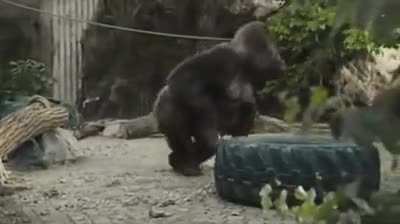 R.I.P harambe (E)