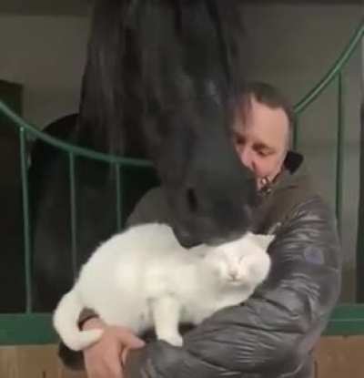 A very gentle horse giving a cat some pets