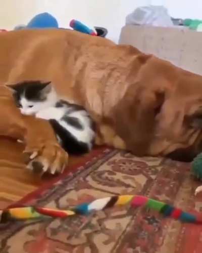 Cute Kitten Cuddling With Sweet Dog