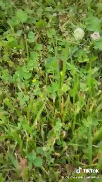Stick bug causes a freak out.