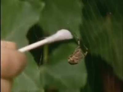 Spiders on drugs