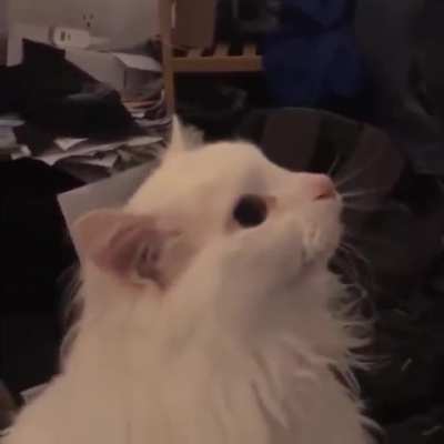 I found Nux’s cat