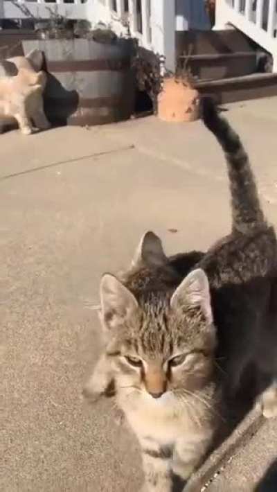 Inseparable frens.
