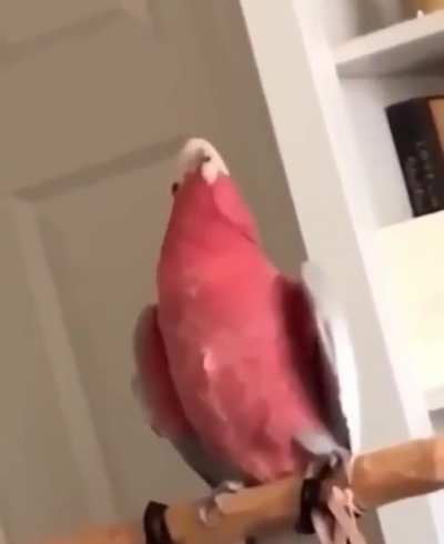 EEEee