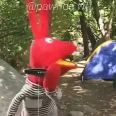 BODOQUE!