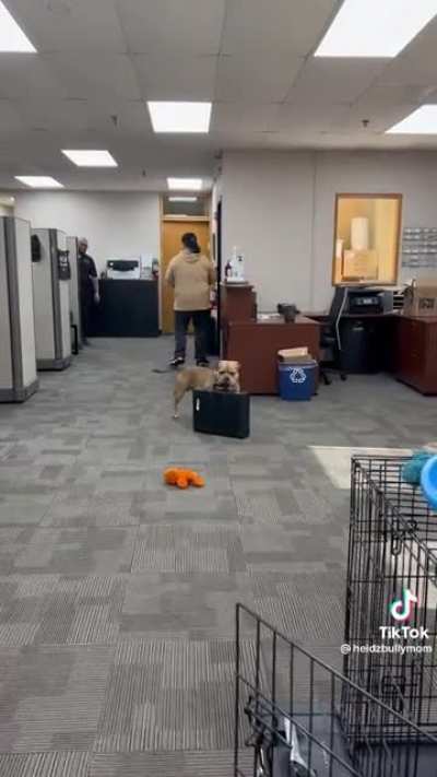 Little Man on his Way to Work