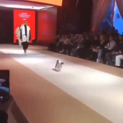 Котом<wbr>одель и какие то девушки