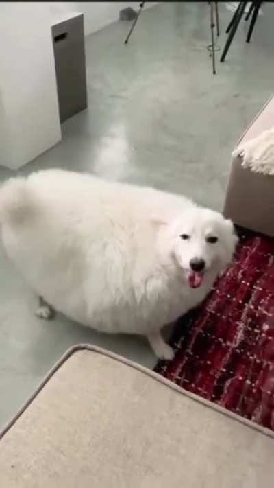 Overweight dog pulls off amazing trick