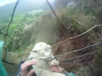 What a cute sheep!